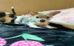 Chihuahua dogs for sale: May - Image 1