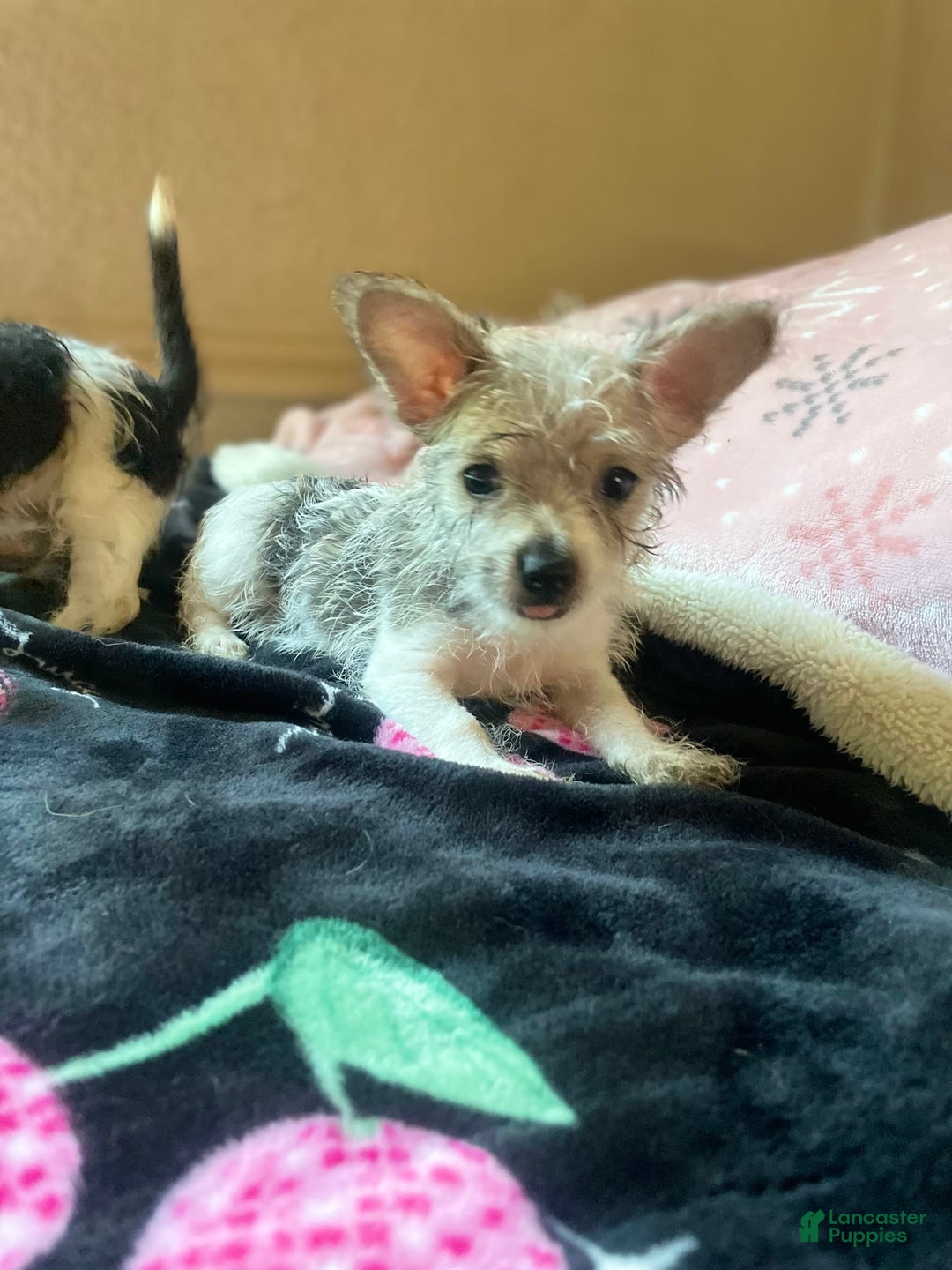Chihuahua dogs for sale: May - Image 1
