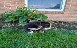 Olde English Bulldogge dogs for sale: Archer - Image 3