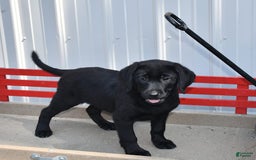 Labrador Retriever dogs for sale: Lassie - Image 8