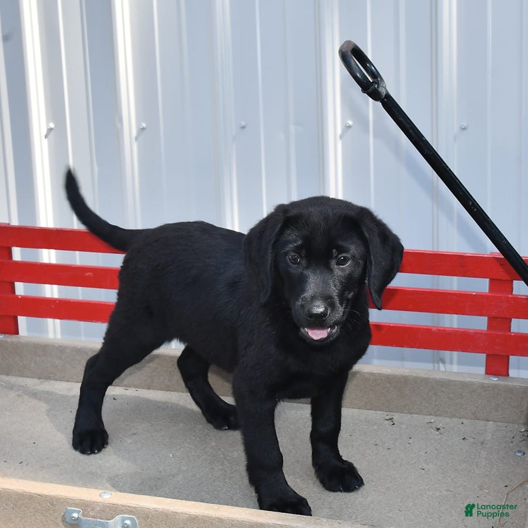 Labrador Retriever dogs for sale: Lassie - Image 8