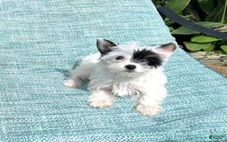 Yorkshire Terrier dogs for sale: Daniel - Image 10