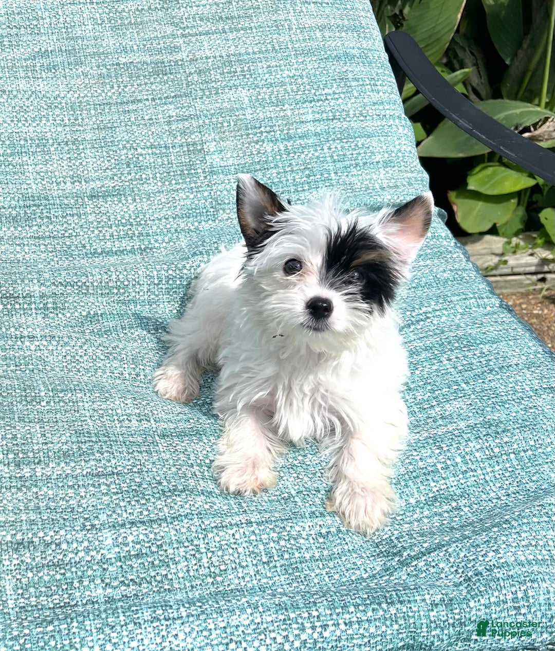 Yorkshire Terrier dogs for sale: Daniel - Image 10