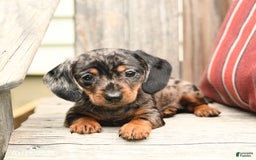 Miniature Dachshund dogs for sale: Darlene - Image 4