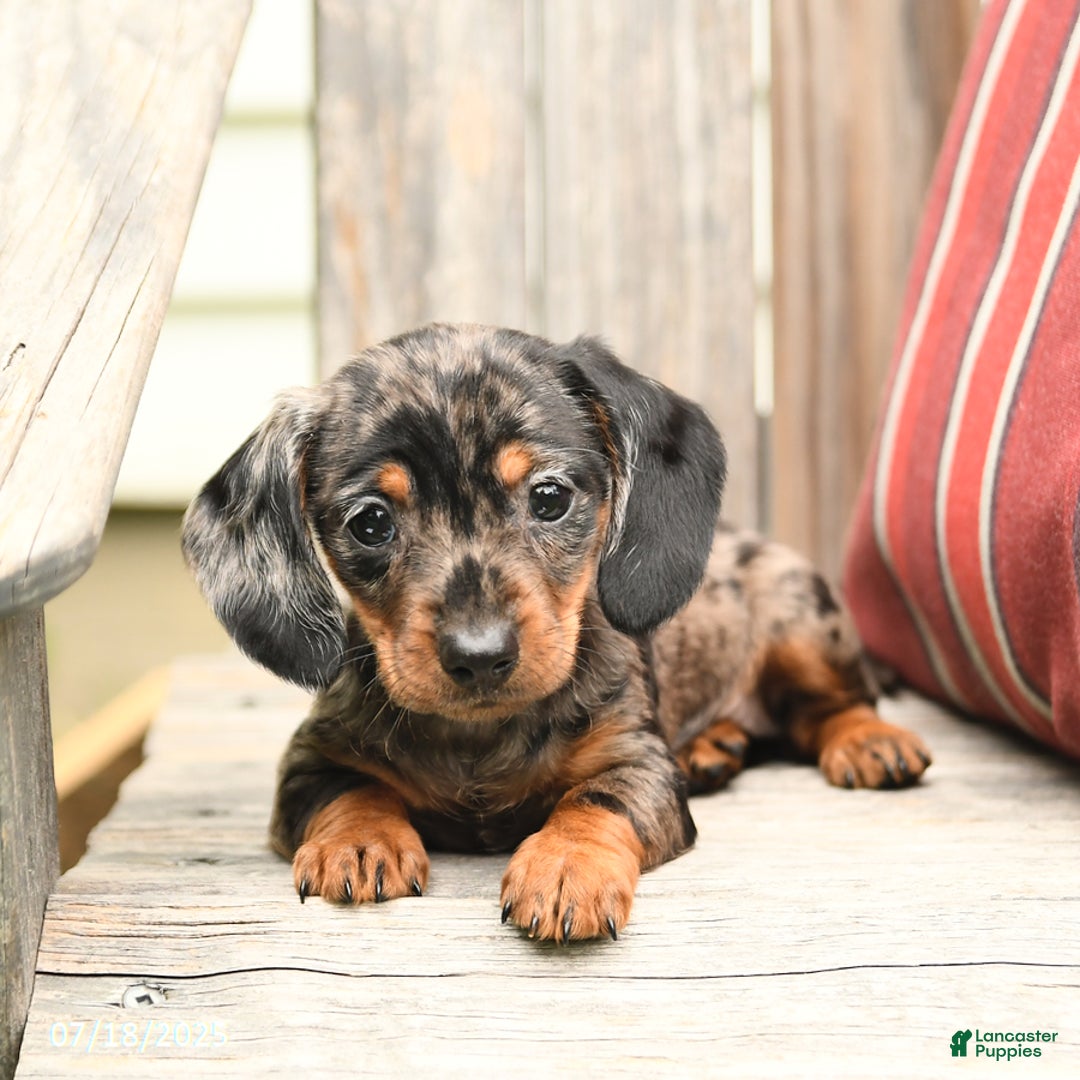 Miniature Dachshund dogs for sale: Darlene - Image 4