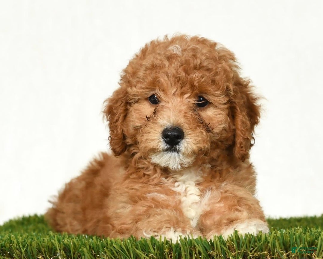 Mini Goldendoodle dogs for sale: Daisy - Image 9