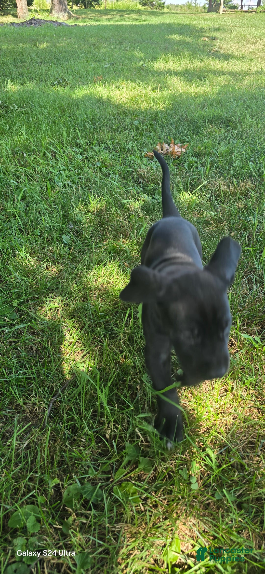 Great Dane dogs for sale: Storm - Image 24