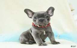 French Bulldog dogs for sale: Thatcher Akc - Image 2