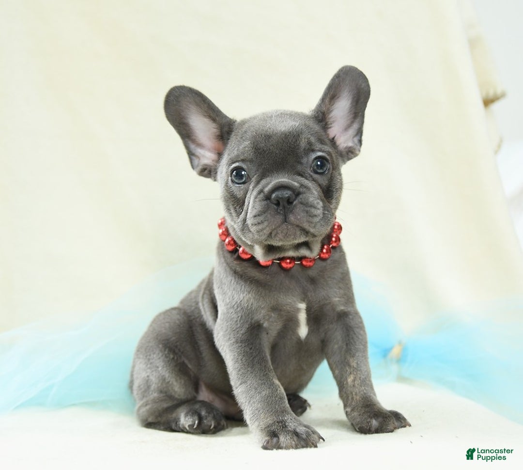 French Bulldog dogs for sale: Thatcher Akc - Image 2