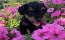 Schnoodle dogs for sale: Isaiah - Image 6