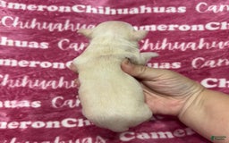 Chihuahua dogs for sale: Rose Short Coat - Image 5