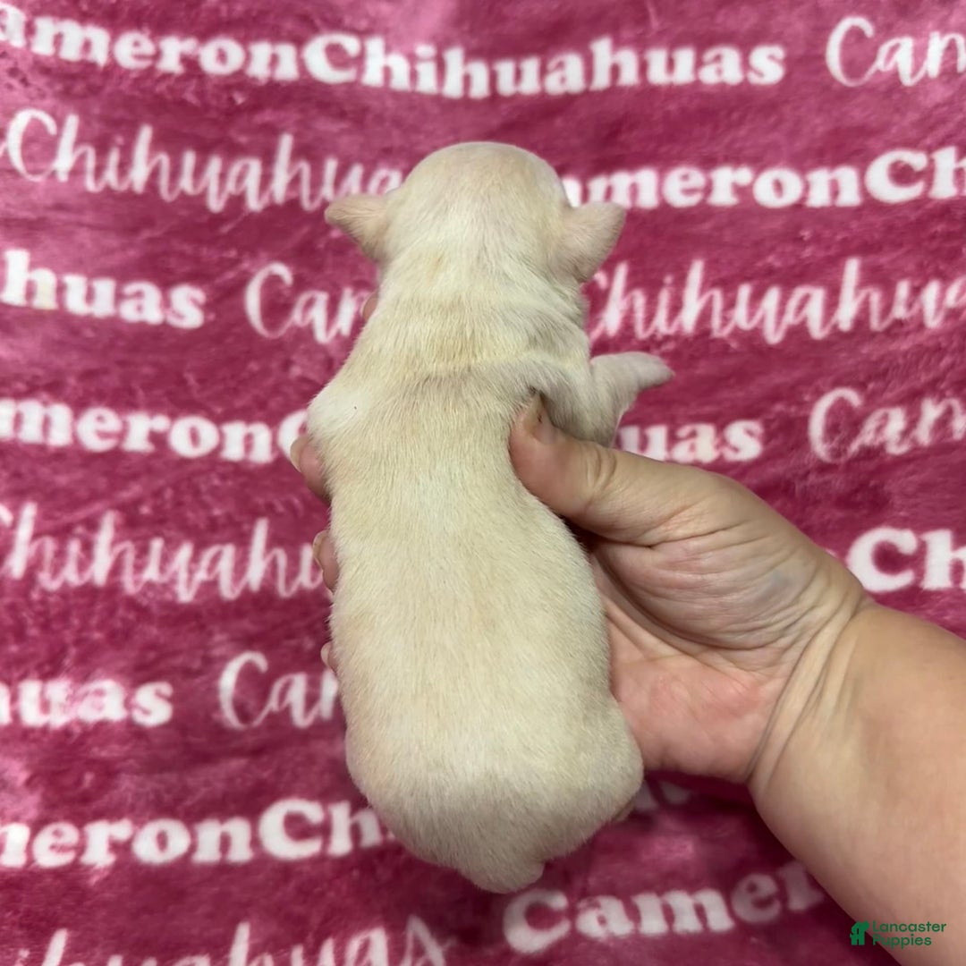 Chihuahua dogs for sale: Rose Short Coat - Image 5