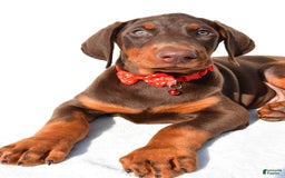 Doberman Pinscher dogs for sale: Tyler - Image 5