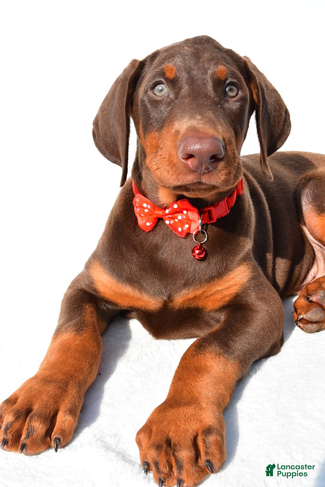 Doberman Pinscher dogs for sale: Tyler - Image 5