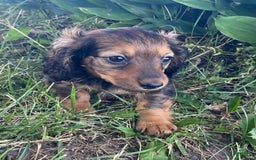 Dachshund dogs for sale: Dora - Image 1