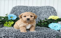 Maltipoo dogs for sale: Buddy - Image 3