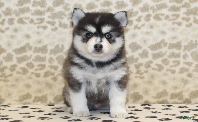Pomsky dogs for sale - Ad 5