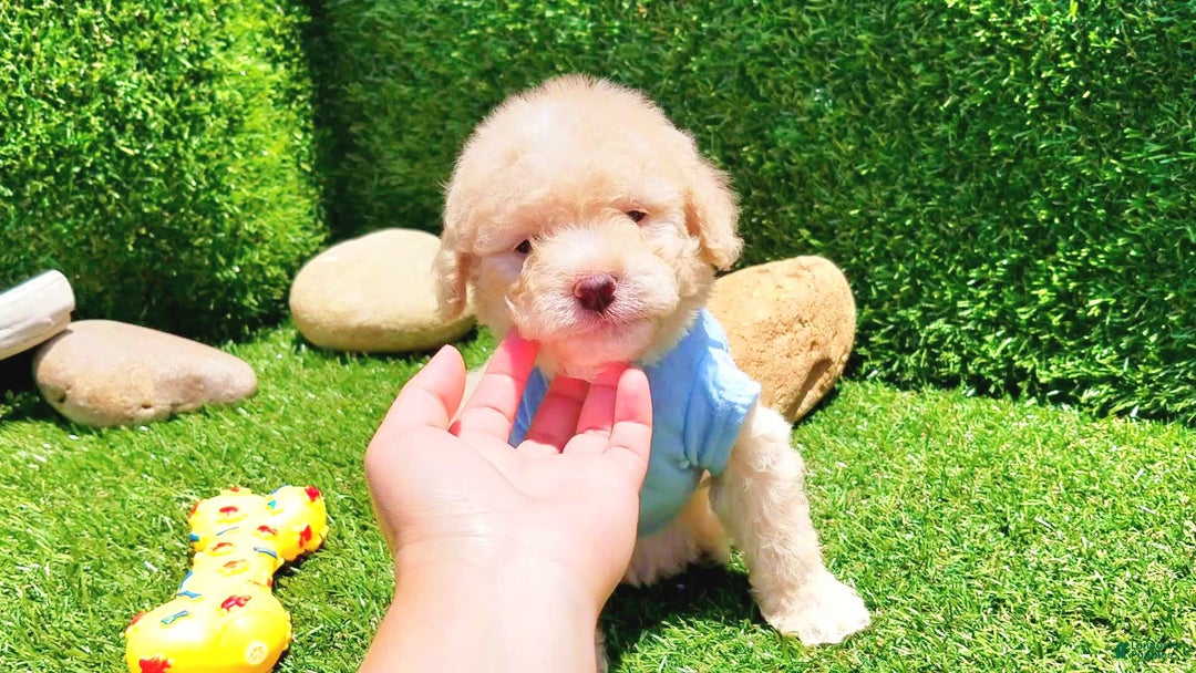 Maltipoo dogs for sale: Tiger - Image 1