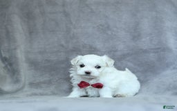 Maltese dogs for sale: Kash - Image 1