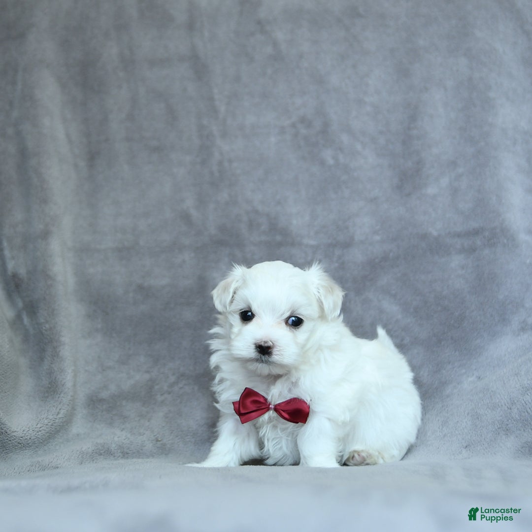 Maltese dogs for sale: Kash - Image 1