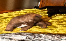Gerberian Shepsky dogs for sale: Rocky - Image 7