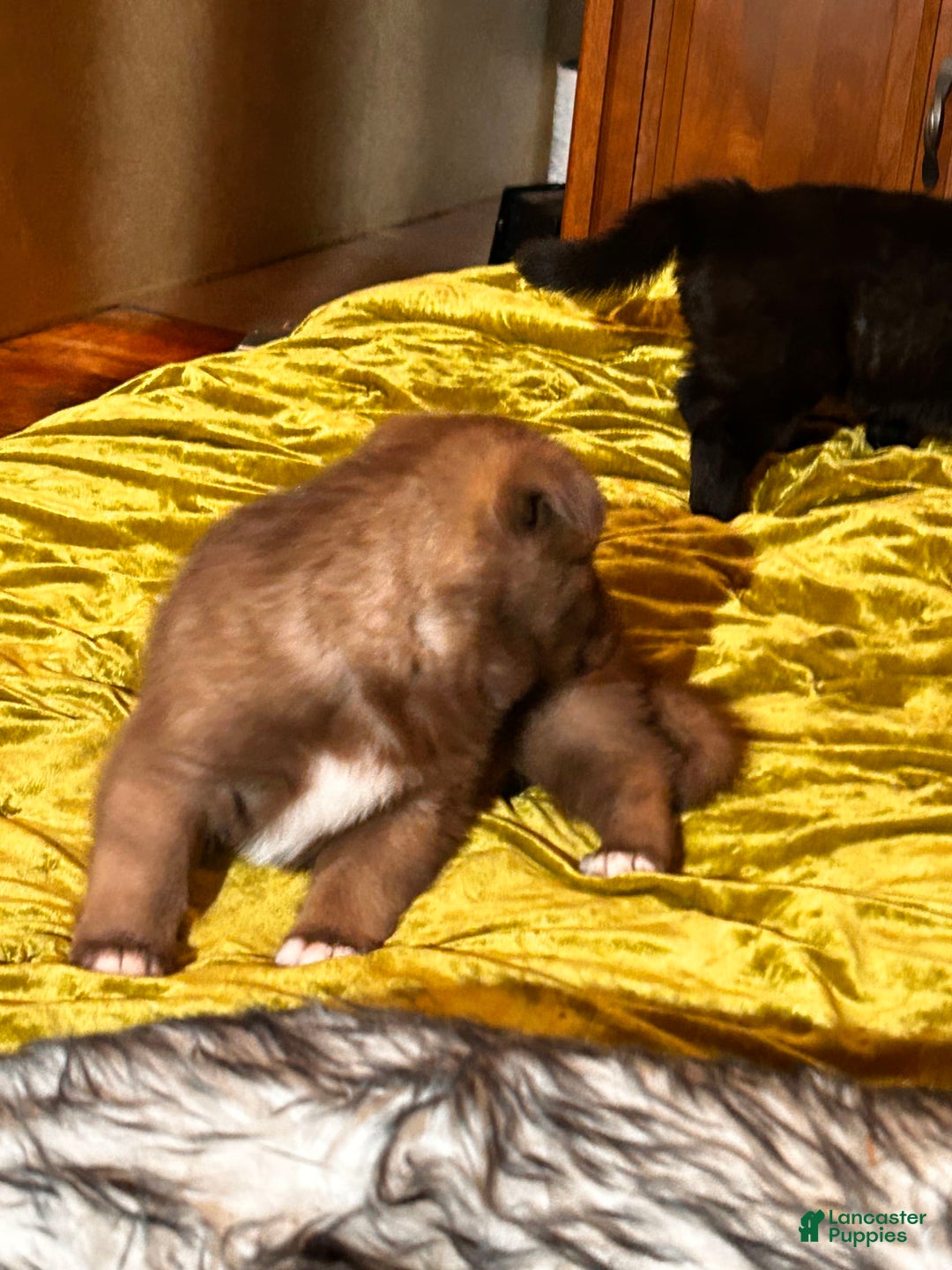 Gerberian Shepsky dogs for sale: Rocky - Image 7