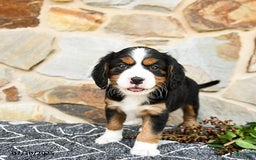 Miniature Bernese Mountain Dog dogs for sale: Willow - Image 4