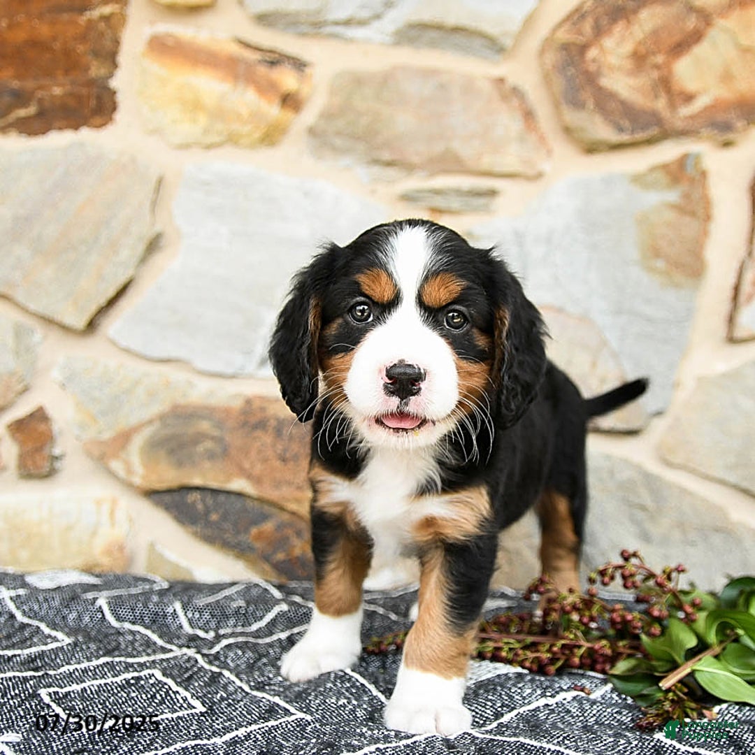 Miniature Bernese Mountain Dog dogs for sale: Willow - Image 4