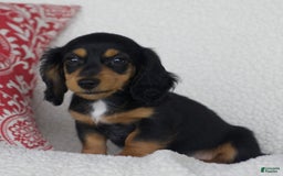 Miniature Dachshund dogs for sale: Tory - Image 3