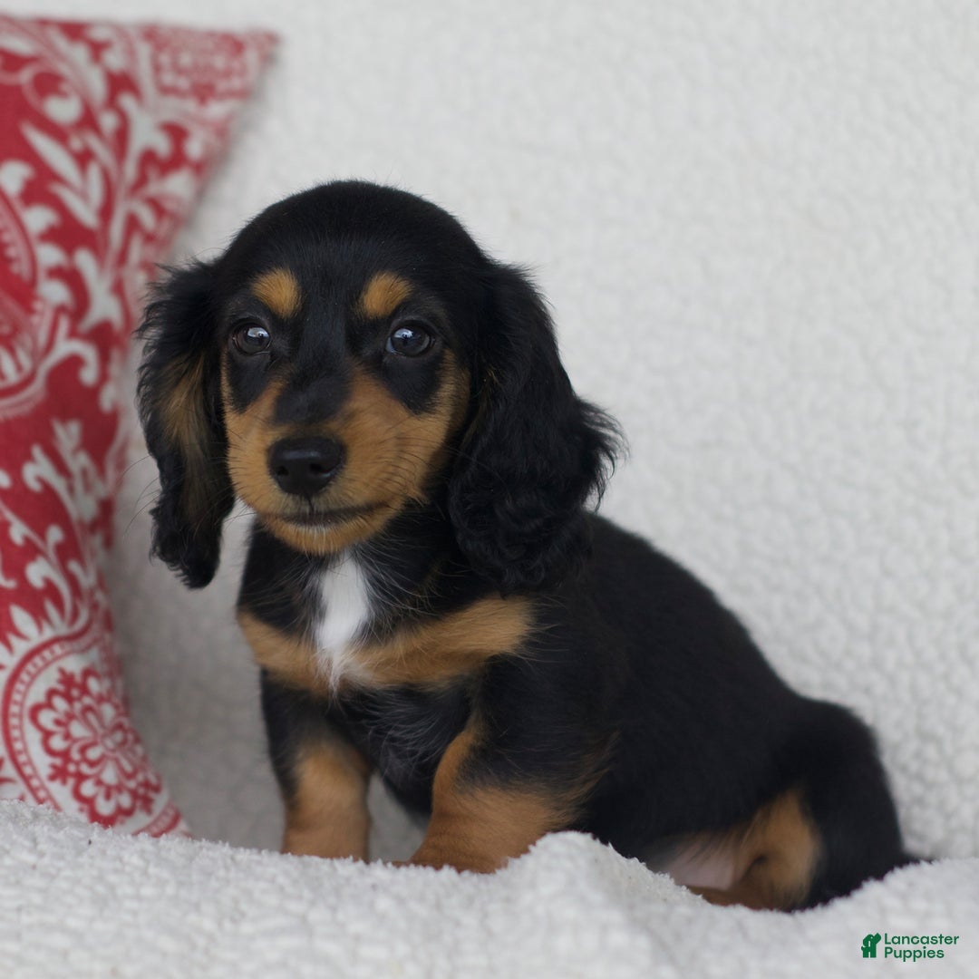 Miniature Dachshund dogs for sale: Tory - Image 3