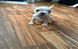 French Bulldog dogs for sale: Bluey - Image 1