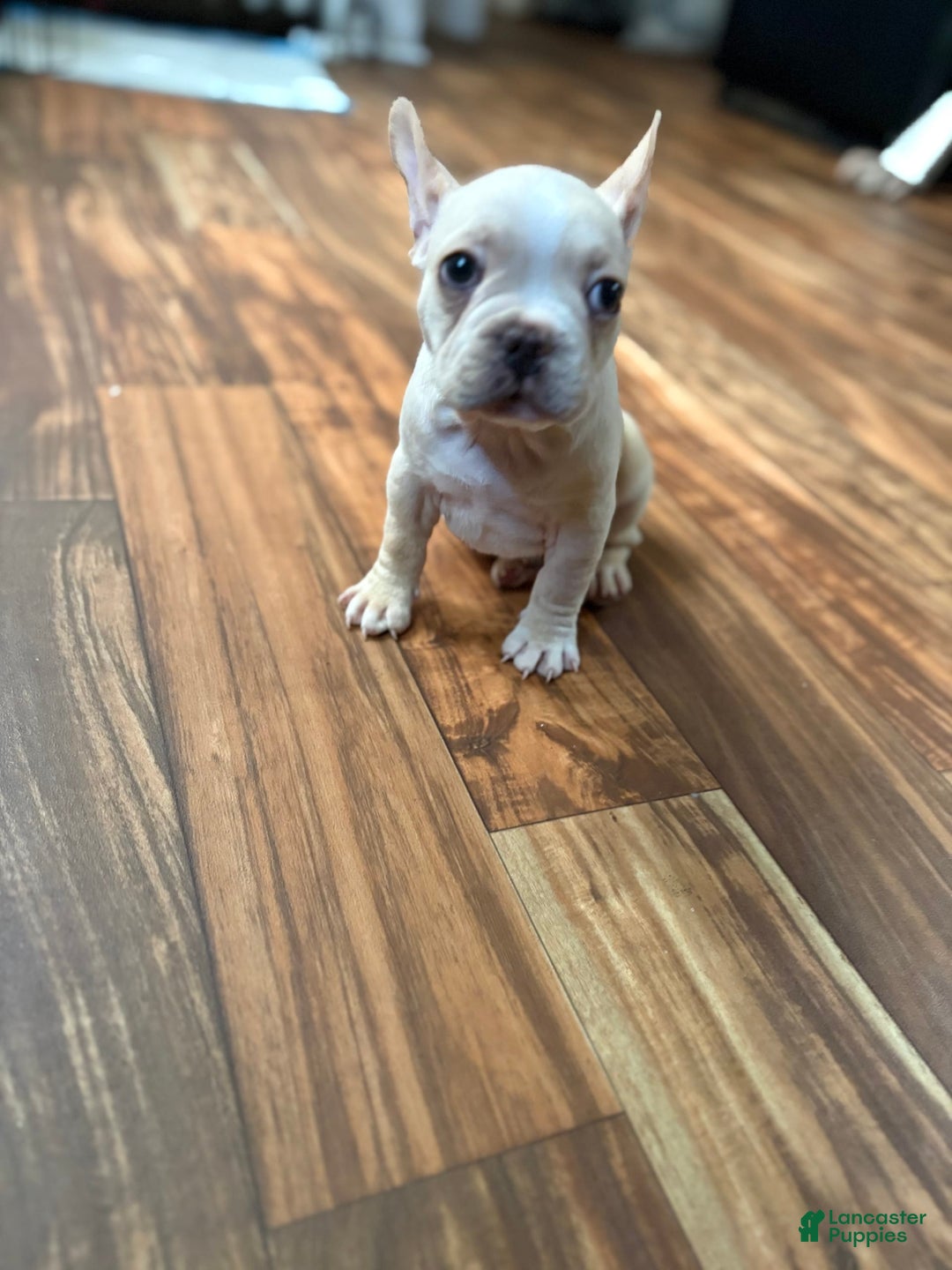 French Bulldog dogs for sale: Bluey - Image 1