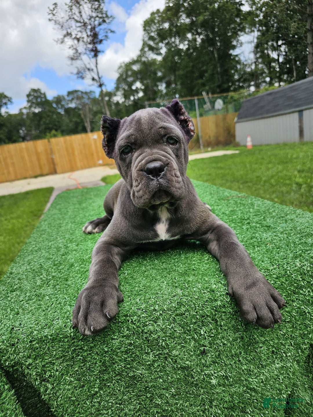 Cane Corso dogs for sale: Mila - Image 11