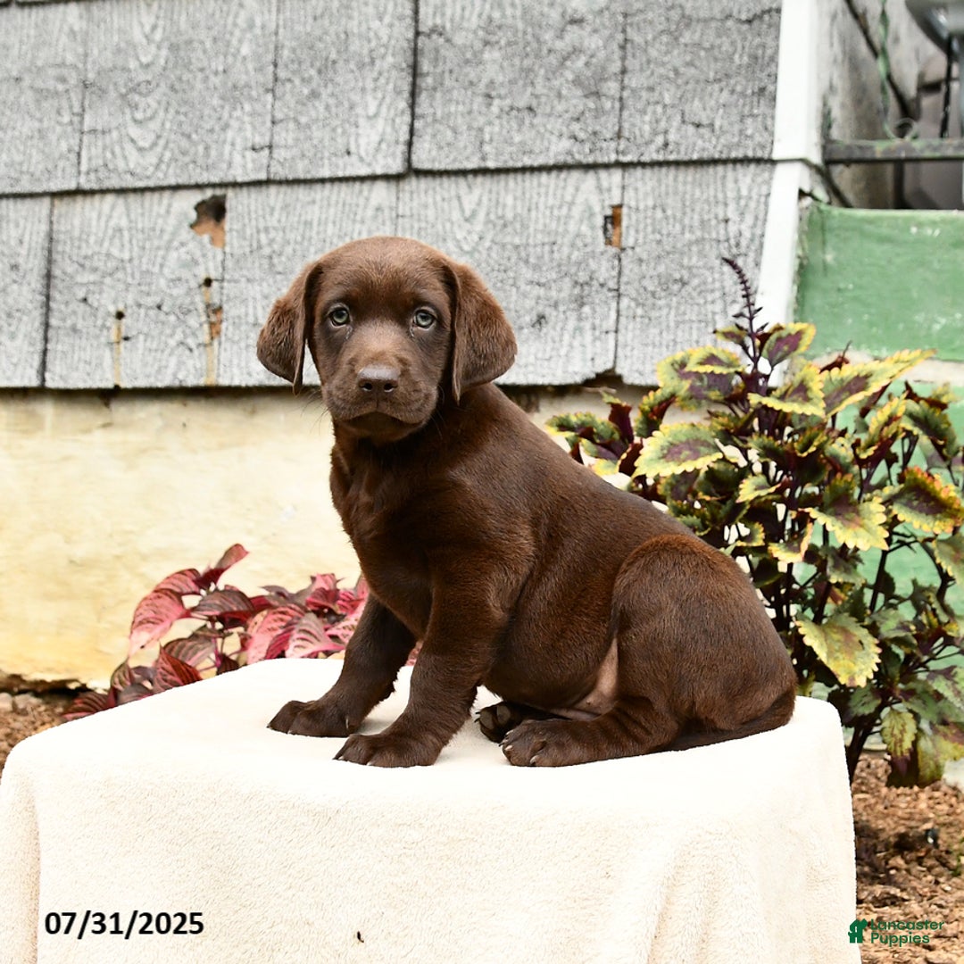 Labrador Retriever dogs for sale: Maple - Image 1