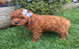 Cavapoo dogs for sale: Olivia - Image 4