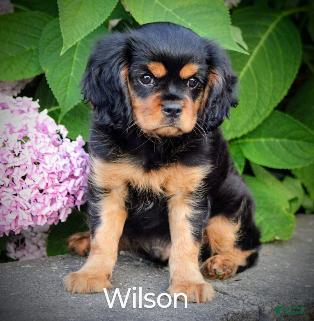 Cavalier King Charles Spaniel dogs for sale: Wilson - Image 6