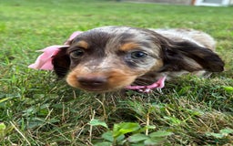 Miniature Dachshund dogs for sale: Carmel - Image 2