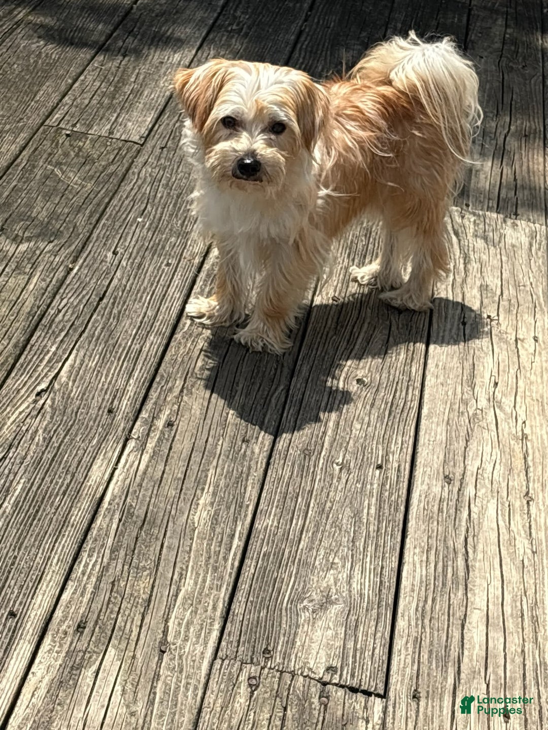 Yochon dogs for sale: Captain - Image 2