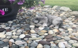 English Shepherd dogs for sale: Tonya - Image 6