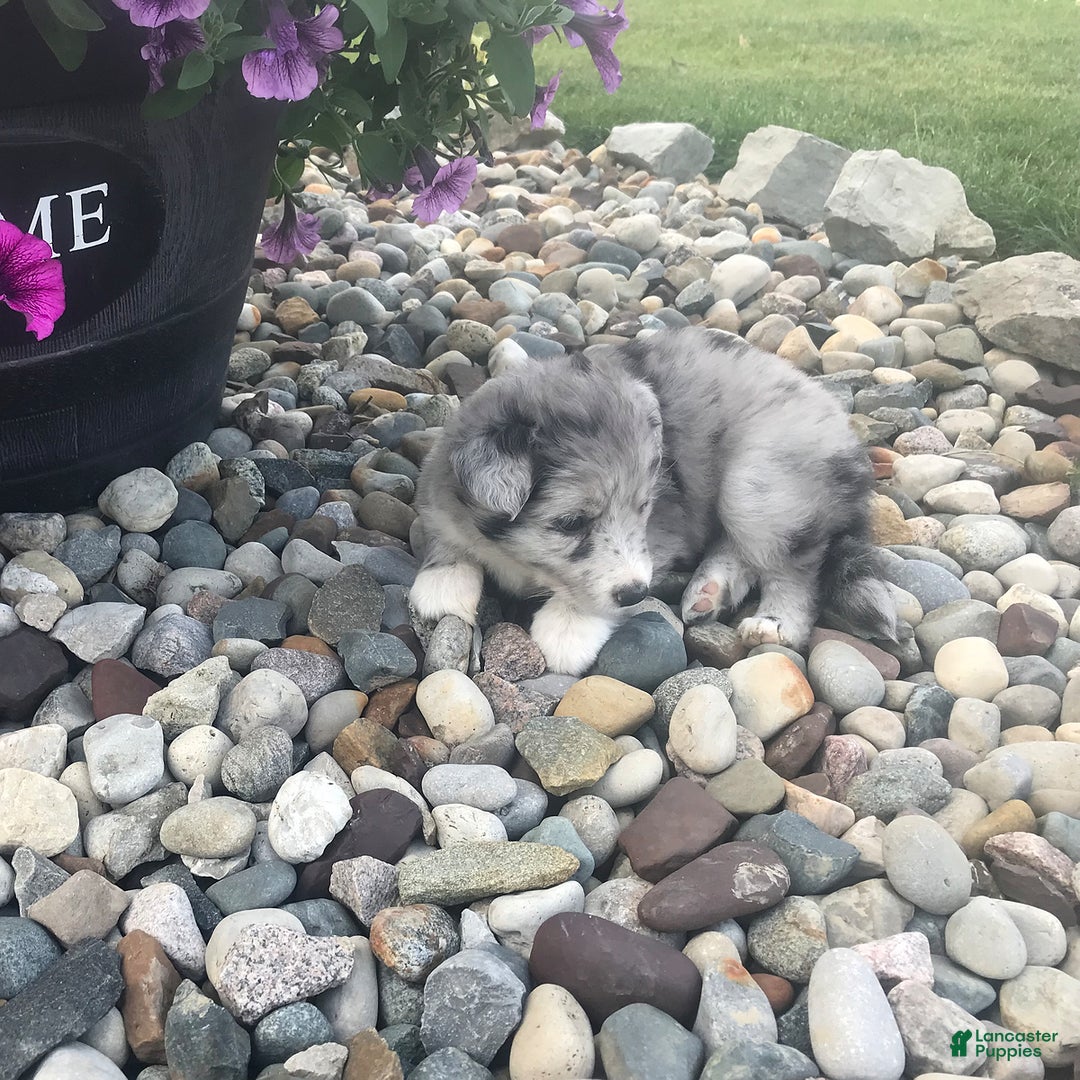 English Shepherd dogs for sale: Tonya - Image 6