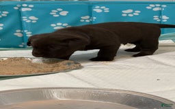 Labrador Retriever dogs for sale: Labrador Retriever 3 puppies - Image 13