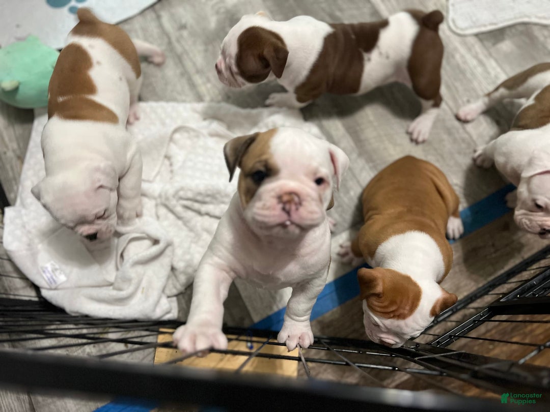Olde English Bulldogge dogs for sale: Lil Man - Image 4