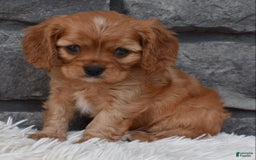 Cavalier King Charles Spaniel dogs for sale: Benny - Image 1