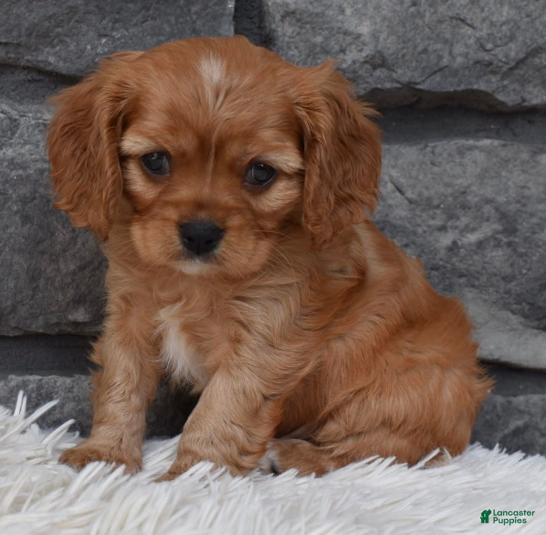 Cavalier King Charles Spaniel dogs for sale: Benny - Image 1