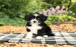 Mini Aussiedoodle dogs for sale: Haven - Image 5