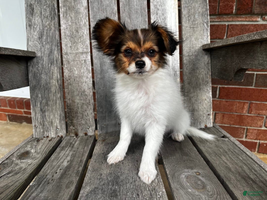 Papillon dogs for sale: Katies sable - Image 3