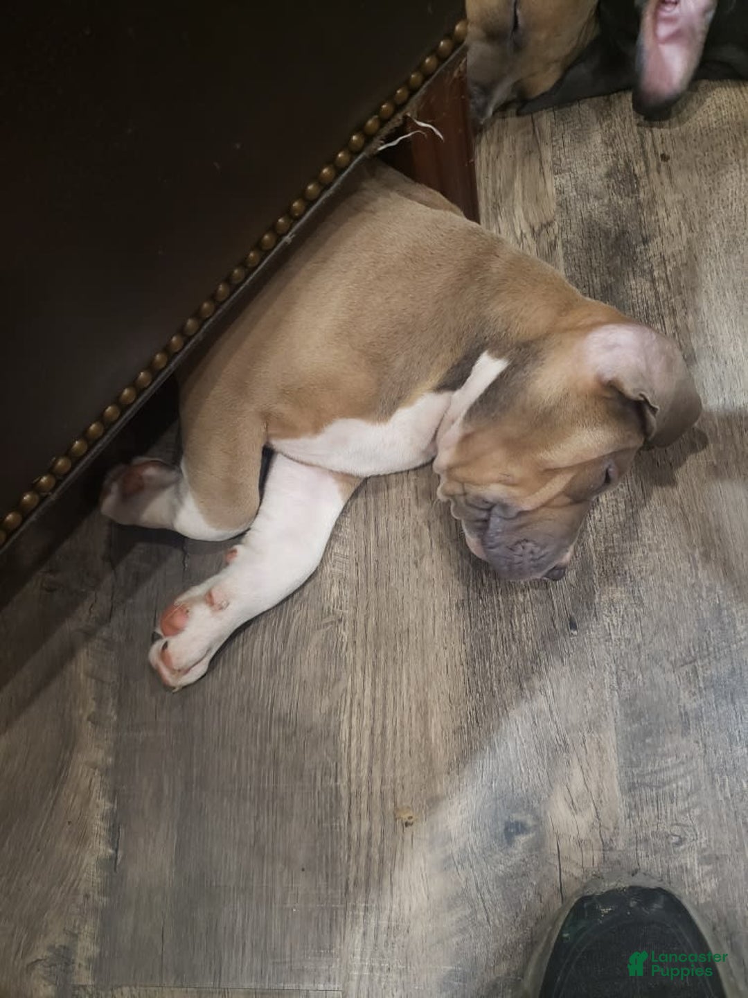 American Bully dogs for sale: Socks - Image 5