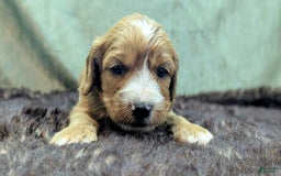 Cavapoo dogs for sale: Henry - Image 13