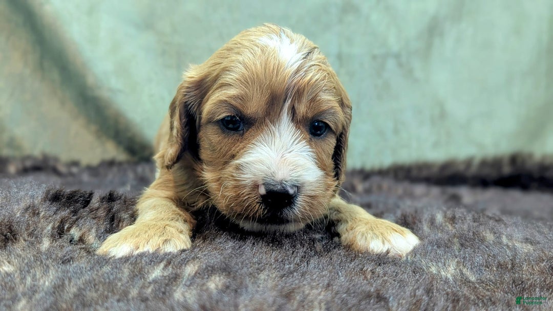 Cavapoo dogs for sale: Henry - Image 13