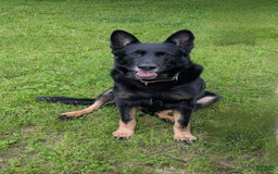 German Shepherd dogs for sale: Elliot - Image 3